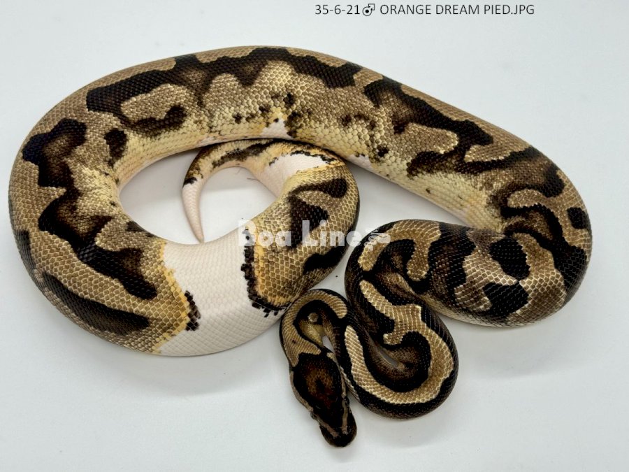ORANGE DREAM PIED